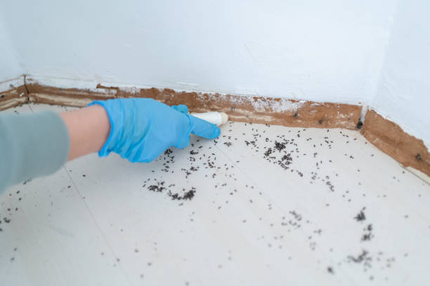 Trusted Bismarck, MO Pest Control Experts